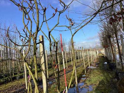 Fluweelboom - Meerstammige bomen