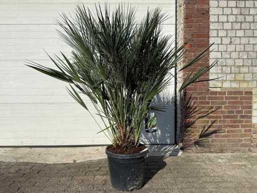 Palmier nain européen - Chamaerops humilis - Taille environ 150 cm