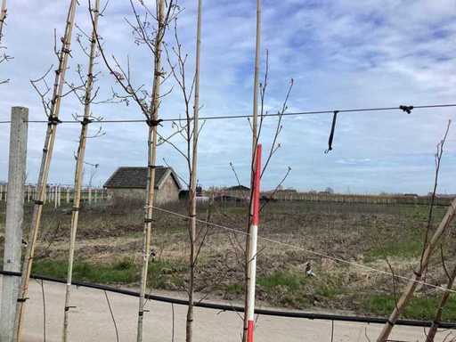 Albero di tulipano americano - Alberi topiari (5 volte)