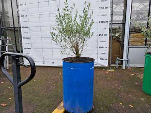 Exklusiver Oliven Bonsai (200 cm) in blauer Stahlvase - Winterhart