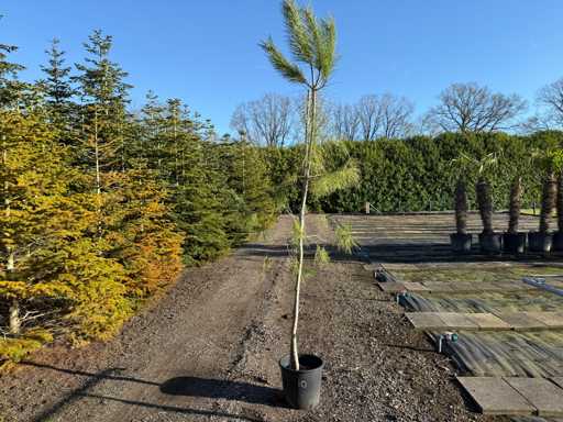 Pinus Pinea - Pine 300cm