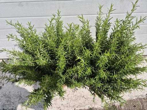 2x Rosemarinstrauch – Rosmarinus officinalis – Höhe ca. 40 cm