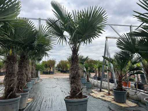Trachycarpus – Palme