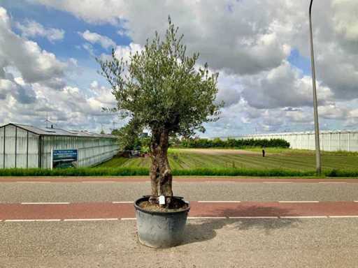 Drzewo oliwne (Olea europaea lessini)