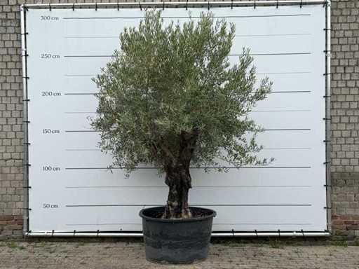 Olive Old Skin - Olea Europaea - environ 75 ans - taille environ 280 cm