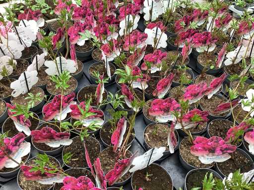 Vaste planten - Pioenen (x25)