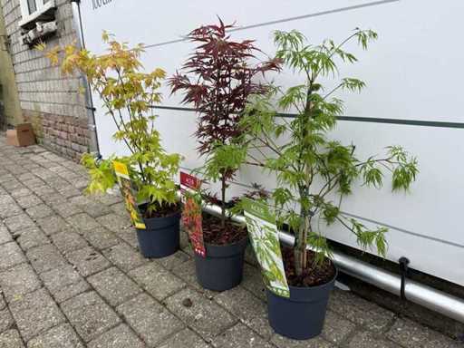 3x Japanese maple mix - Acer Mix - height approx. 50 cm