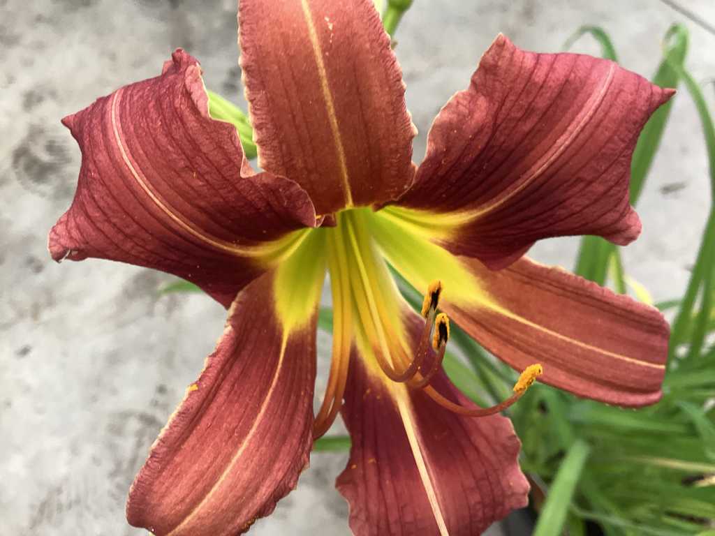 10 Hemerocallis