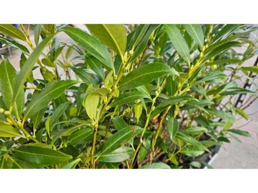 Setul de 20 de laurii de cireș 'etna' - plantă robustă de gard viu (100 cm)