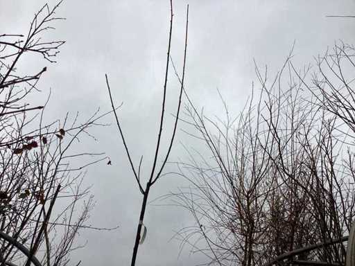 Pollard willows (10x)