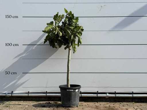 Figowiec - Ficus carica - wysokość ok. 150 cm