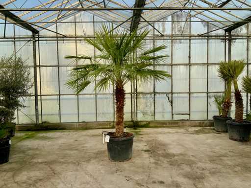 Palmboom meerstammig (Chamaerops Humilis)