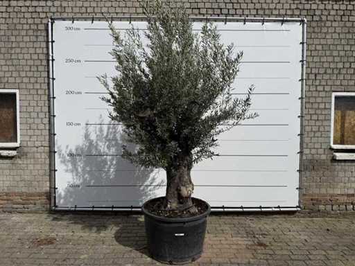 Olivenbaum Alter Stamm Klein – Olea Europaea – ca. 50 Jahre alt – Höhe ca. 250 cm