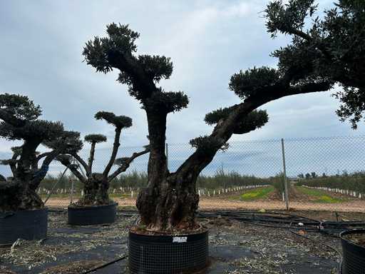  OLEA EUROPEA POM POM SECOLARE  