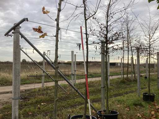 Cireș ornamental - Pom fructier / pom fructifer
