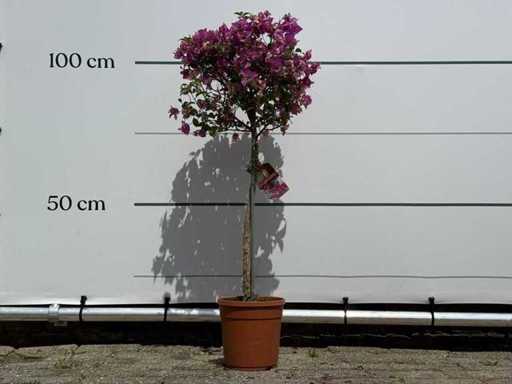 Bougainvillea purple on stem - Bougainvillea Glabra Sanderiana - height approx. 100 cm