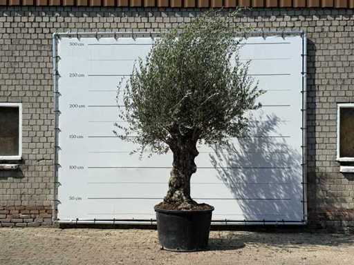 Bonsai d'ulivo - Olea Europaea - circa 80 anni - altezza circa 280 cm