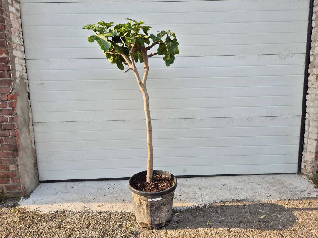 Figuier - Ficus Carica - Arbre fruitier - hauteur env. 150 cm