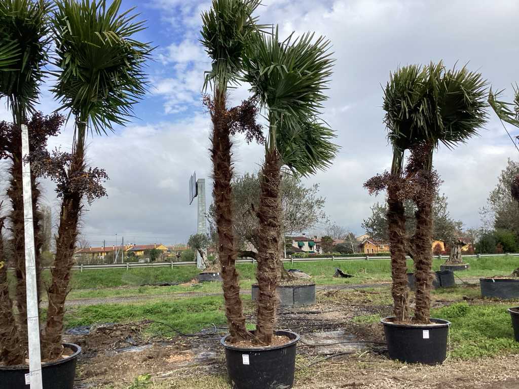 Specimen palm tree TRACHYCARPUS triple in pot