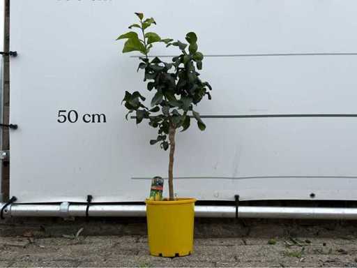 Lămâie - Citrus Limon - înălțime aprox. 70 cm