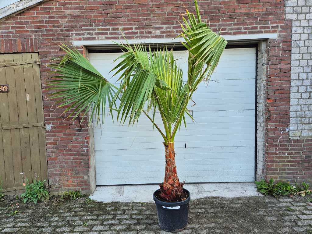 Mexican Fan Palm - Washingtonia Robusta - Mediterranean tree - height approx. 250 cm