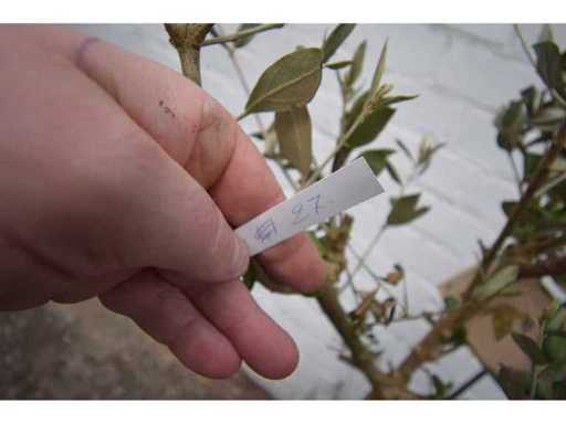 olijf op stam - Olive tree