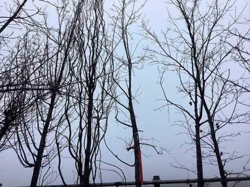 Pedunculate oak - Topiary tree