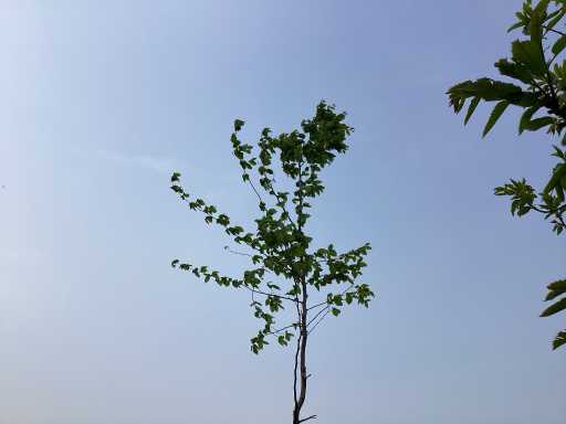 Sierboom - Carpinus (x1)