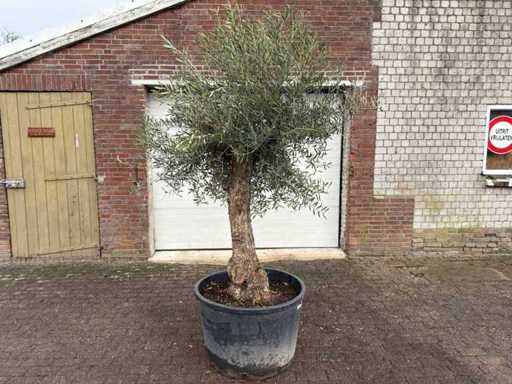 Olivenbaum-Bonsai – Olea Europaea – ca. 80 Jahre alt – Höhe ca. 220 cm