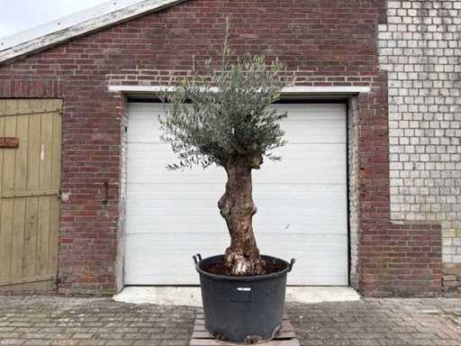 Olive tree Bonsai - Olea Europaea - 75 years old - height approx. 230 cm
