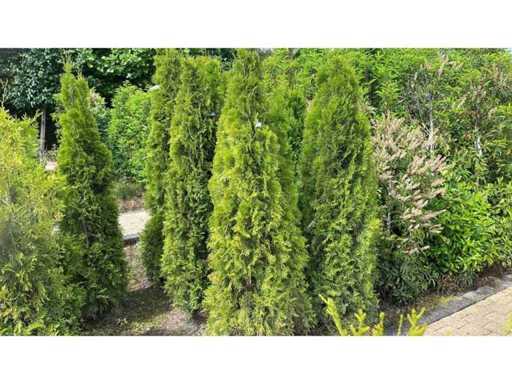 Coniferen Thuja Smaragd 180 - 200 cm Haag (10x)