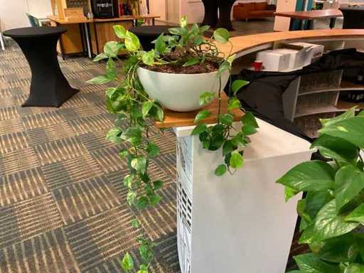 Plante hydroponique avec pot