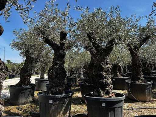 Europäische Olive (2x)