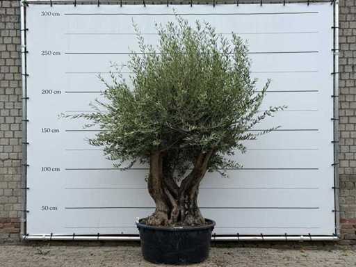 Olivo Tortuga XL - Olea Europaea - circa 80 anni - altezza circa 260 cm