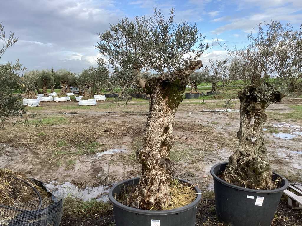 Jahrhundertealter Olivenbaum im Topf