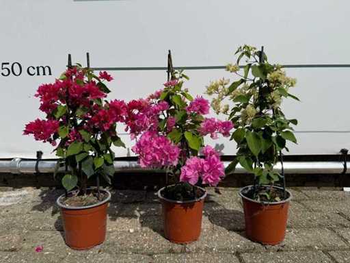 3x Bougainvillea-Pyramidenmischung – Bougainvillea-Pyramidenmischung – Höhe ca. 40 cm