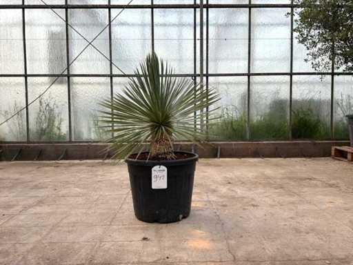 Palmboom (Yucca Rostrata)