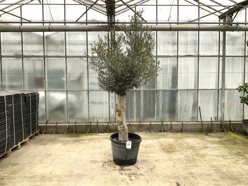 olive tree (Olea Europaea Lessini)