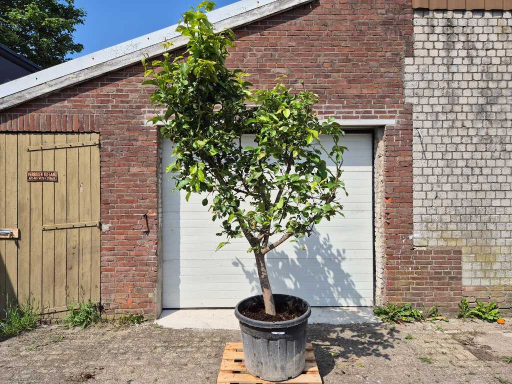 Citronnier - Citrus Limon - hauteur env. 275 cm