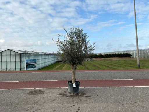 Olijfboom (Olea Europaea Lessini)