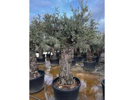 Olea Europea 40 unități