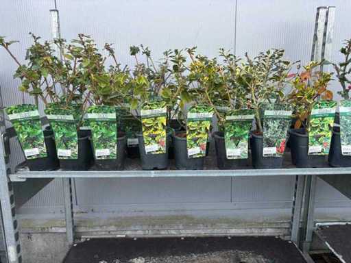 Ilex vivace de houx (24x)