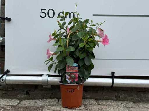 Dipladenia pyramid mix - Dipladenia Rio - height approx. 40 cm