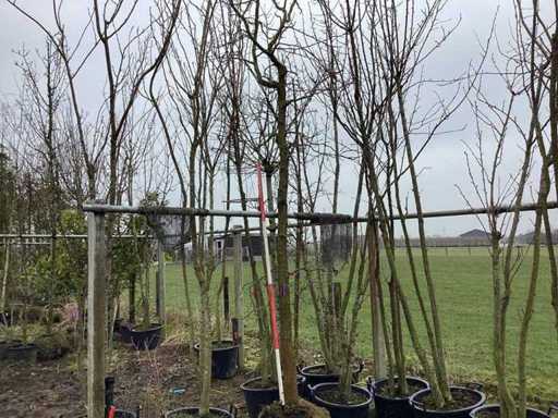 Sweet Gum – Topiary-Baum