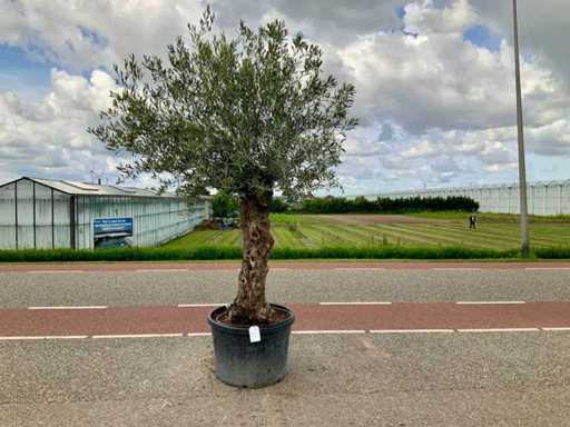 Drzewo oliwne (Olea europaea lessini)
