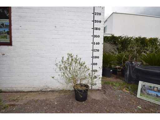 olijfstruik - Olive tree