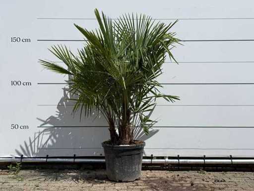 Triple tronc en éventail chinois - Trachycarpus Fortunei - hauteur environ 160 cm