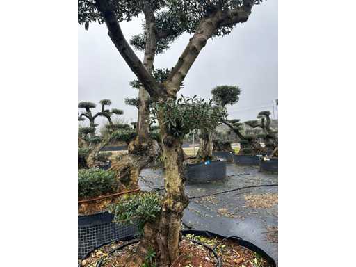 Olivenbaum – Olea Europea Pom Pom Secolare 