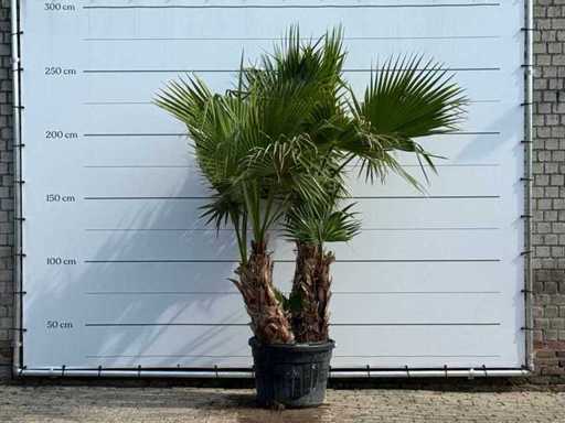 Meksykańska palma wielołodygowe XL - Washingtonia Robusta - wysokość ok. 250 cm