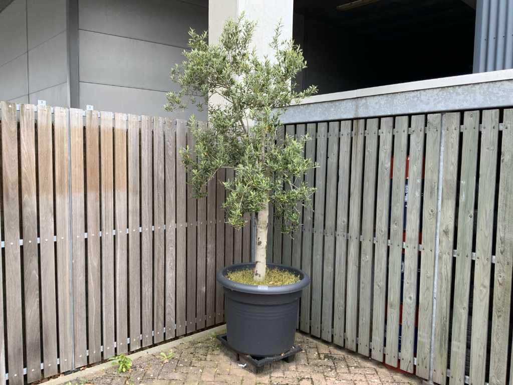 Mediterranean tree olive tree in pot